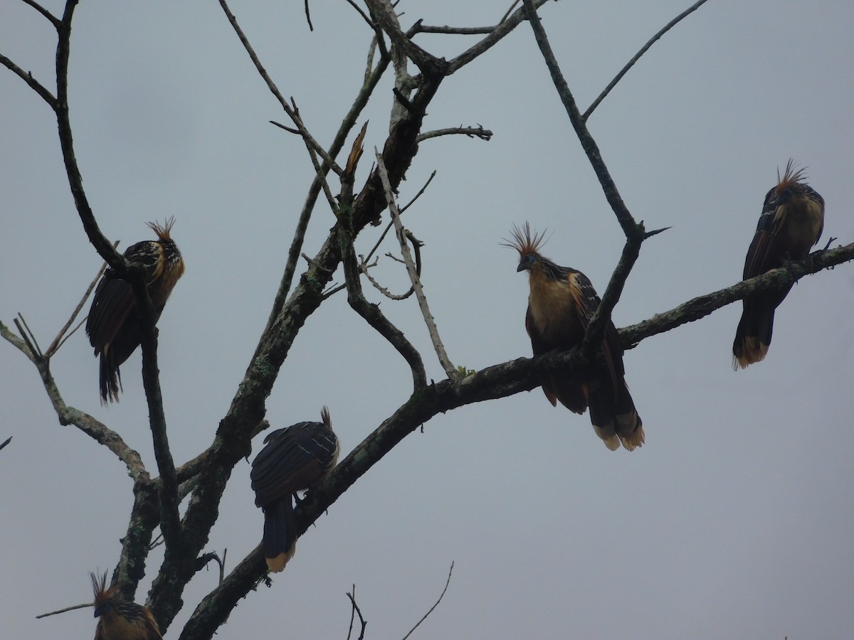 Hoatzin - ML646366770