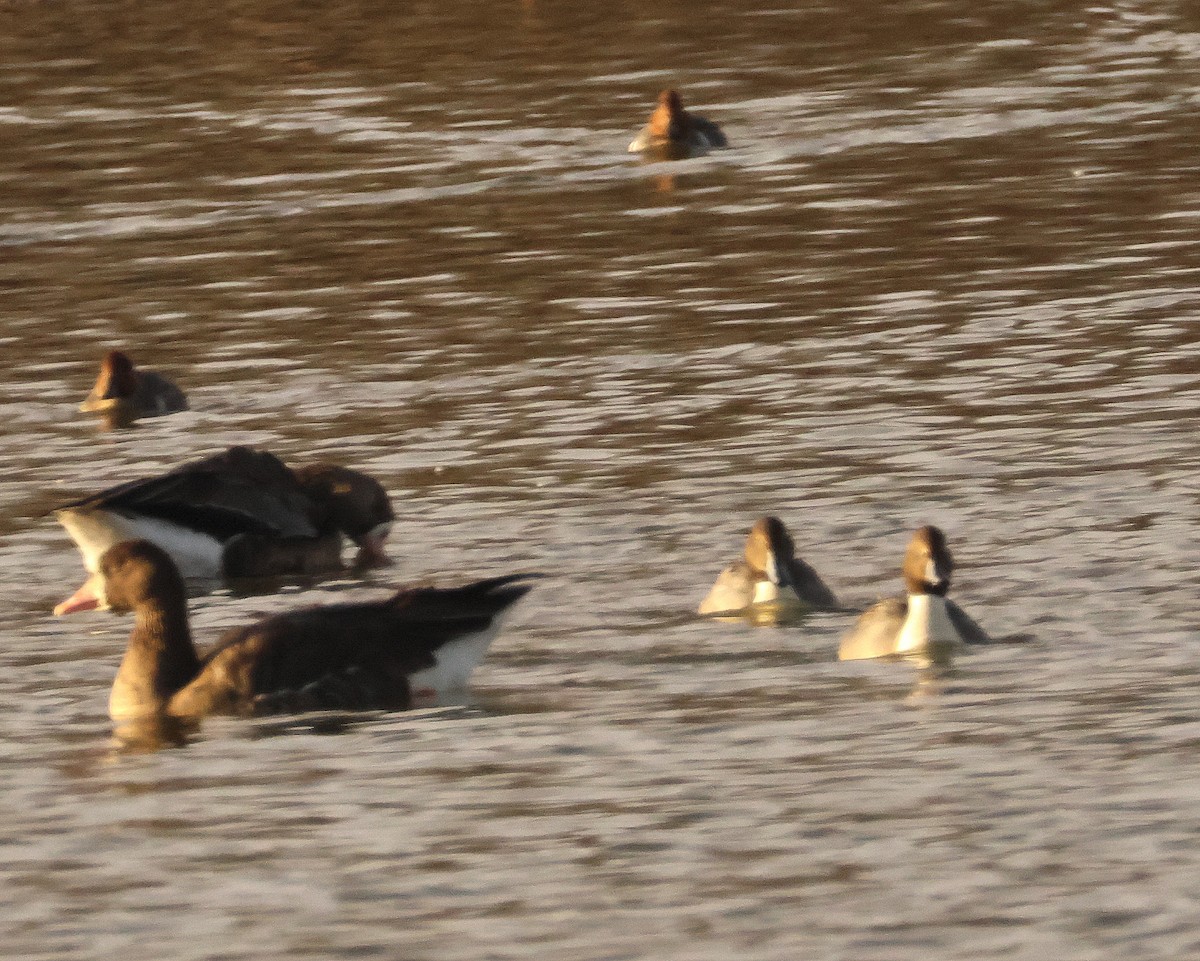 Northern Pintail - ML646366775