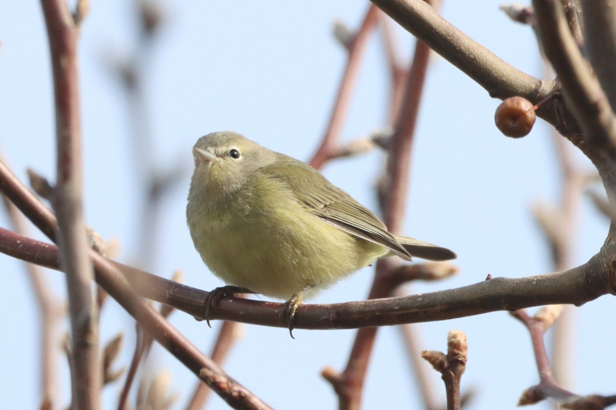 Orange-crowned Warbler - ML646366776