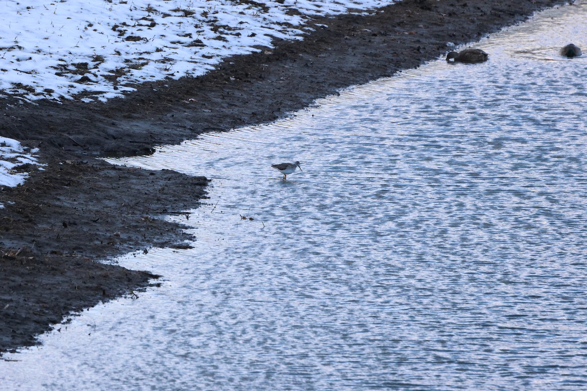 Greater Yellowlegs - ML646366778