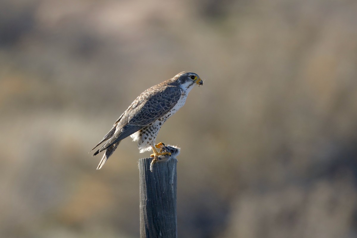 Prairie Falcon - ML646366779