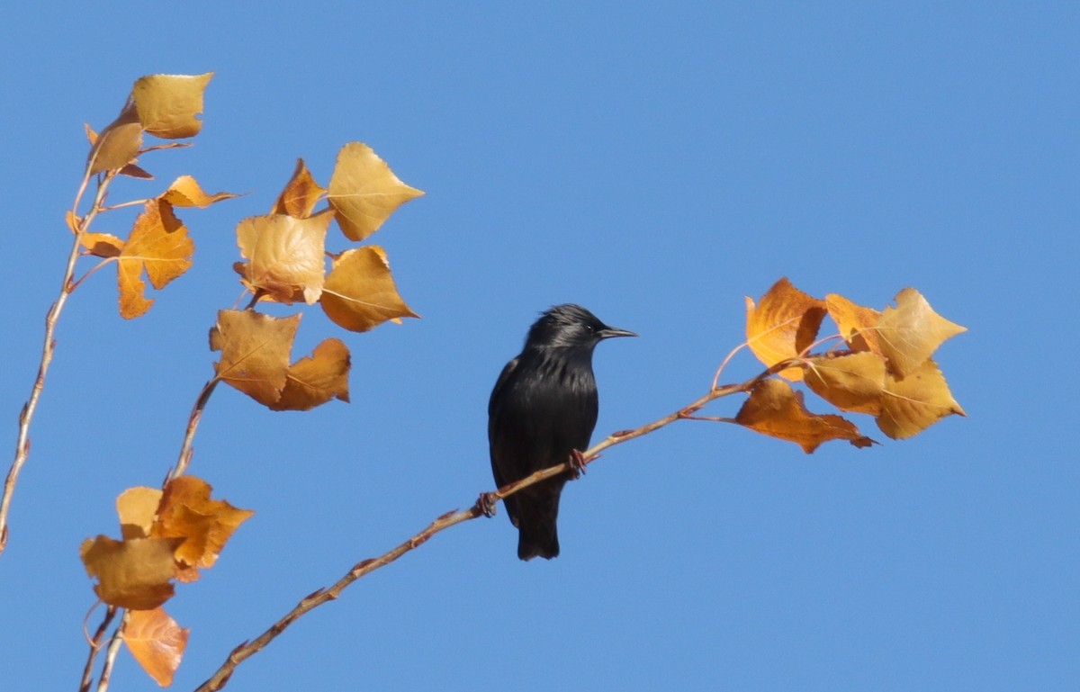 Étourneau unicolore - ML646366780