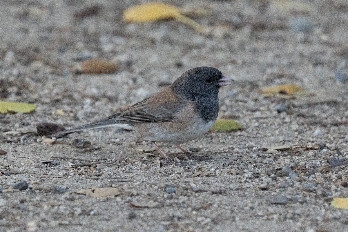 Dark-eyed Junco - ML646366781