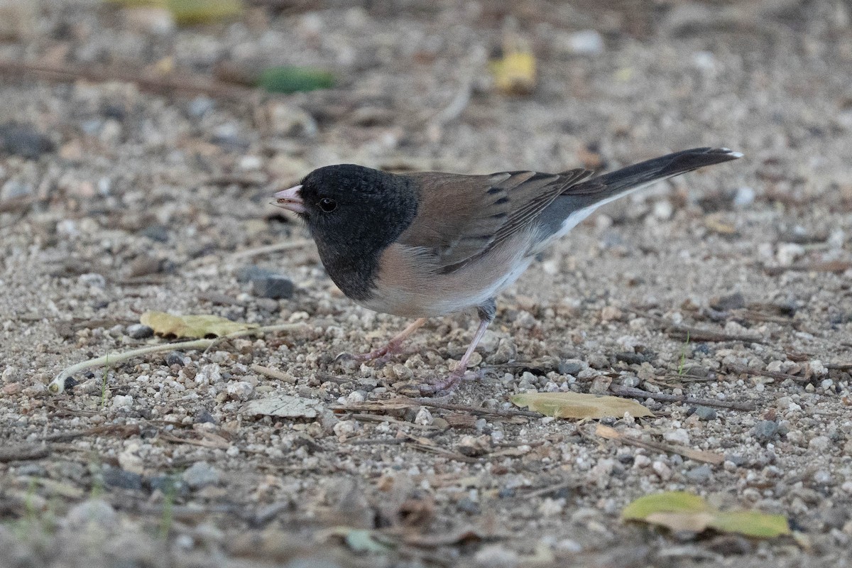 Dark-eyed Junco - ML646366782