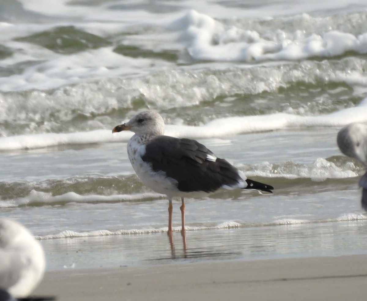 Lesser Black-backed Gull - ML646366783