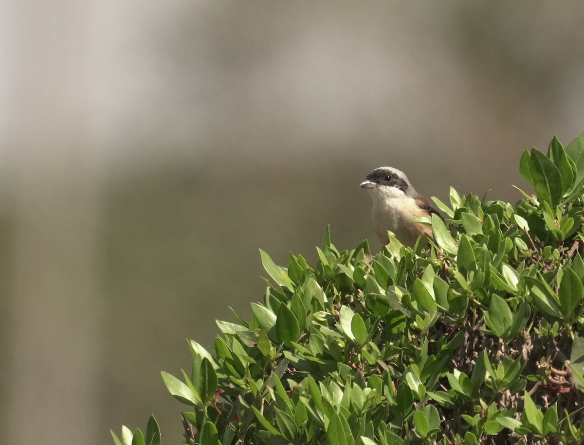 クロビタイセアカモズ - ML646366784