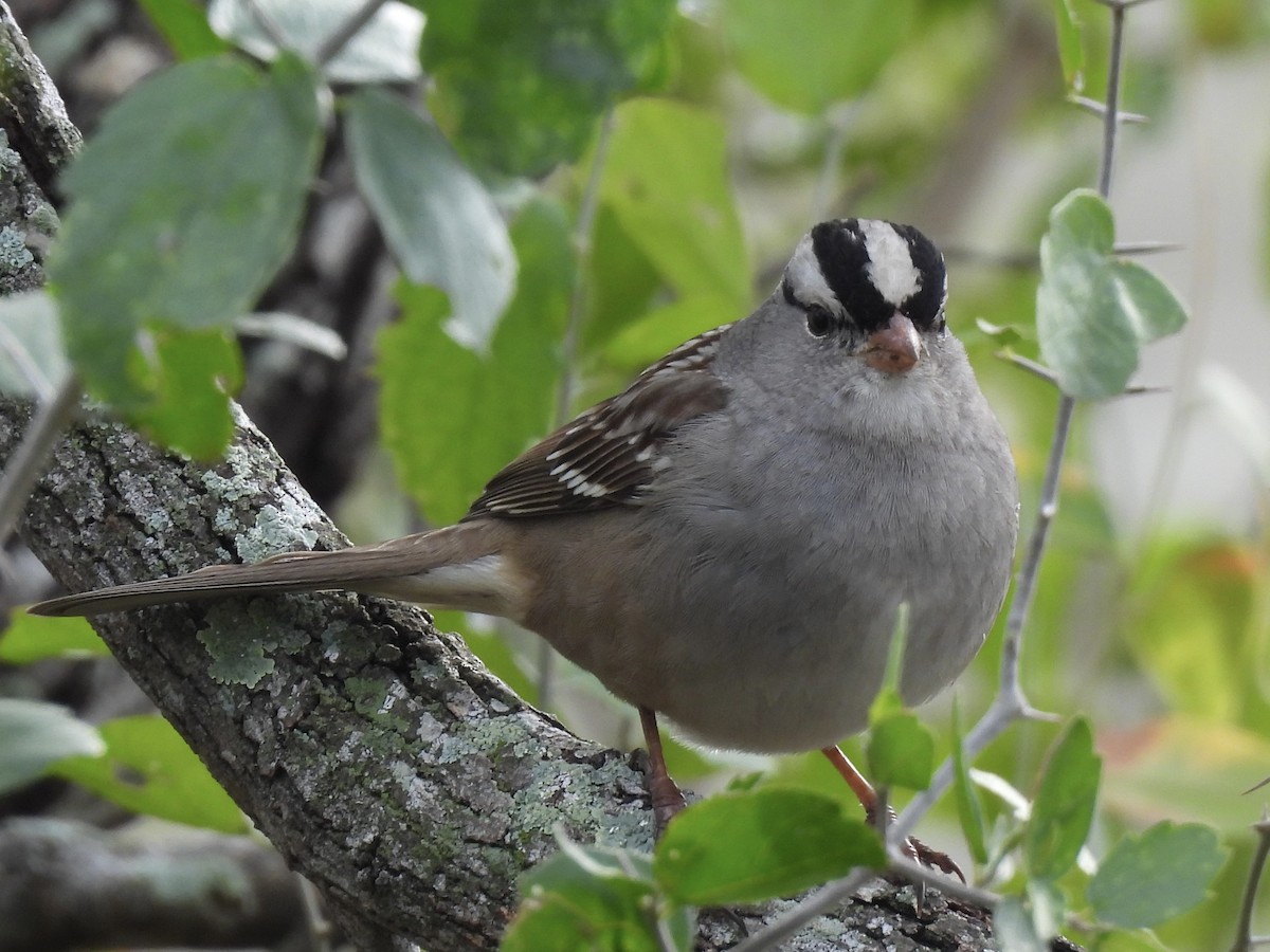 White-crowned Sparrow - ML646366785