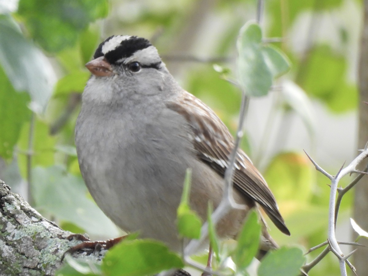 White-crowned Sparrow - ML646366786