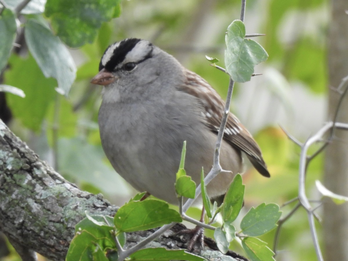 White-crowned Sparrow - ML646366787