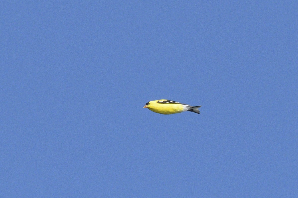 American Goldfinch - ML646366788