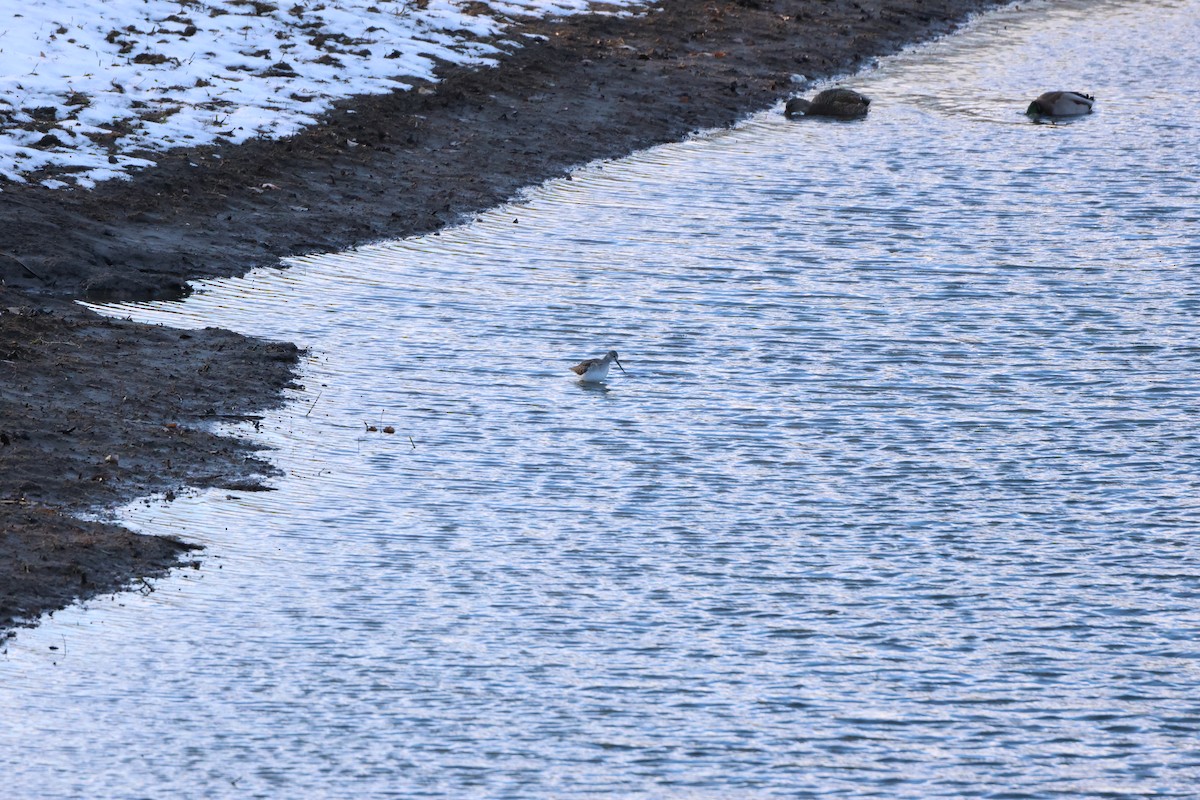 Greater Yellowlegs - ML646366789