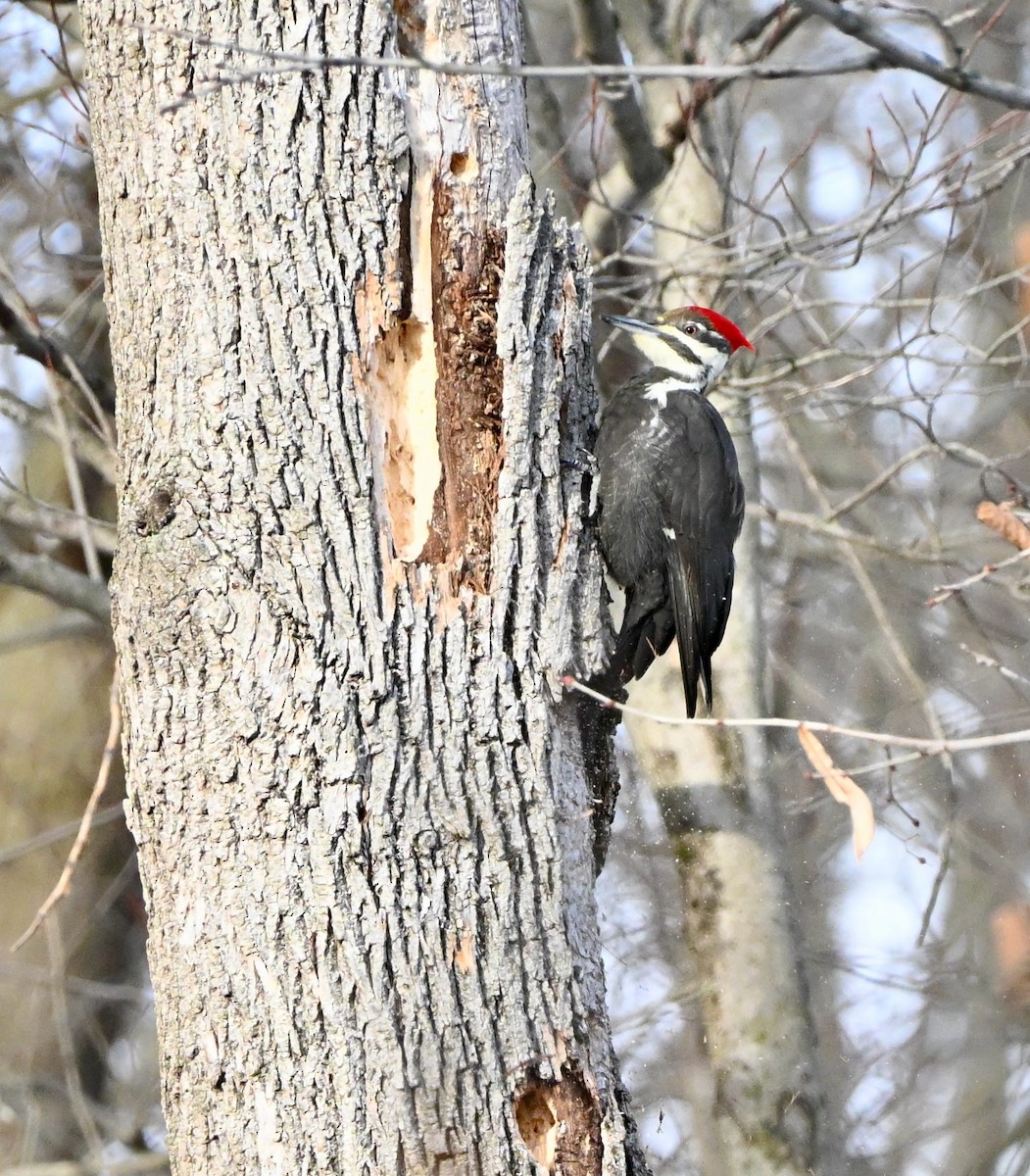 Pileated Woodpecker - ML646366790