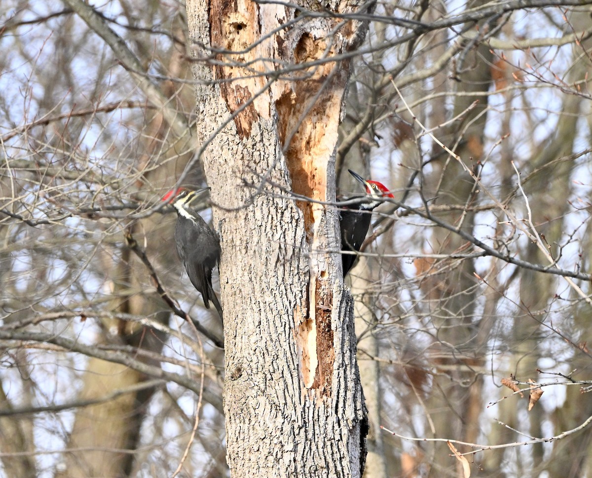 Pileated Woodpecker - ML646366791