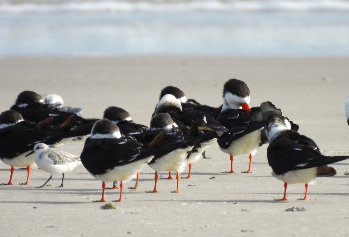 Black Skimmer - ML646366793