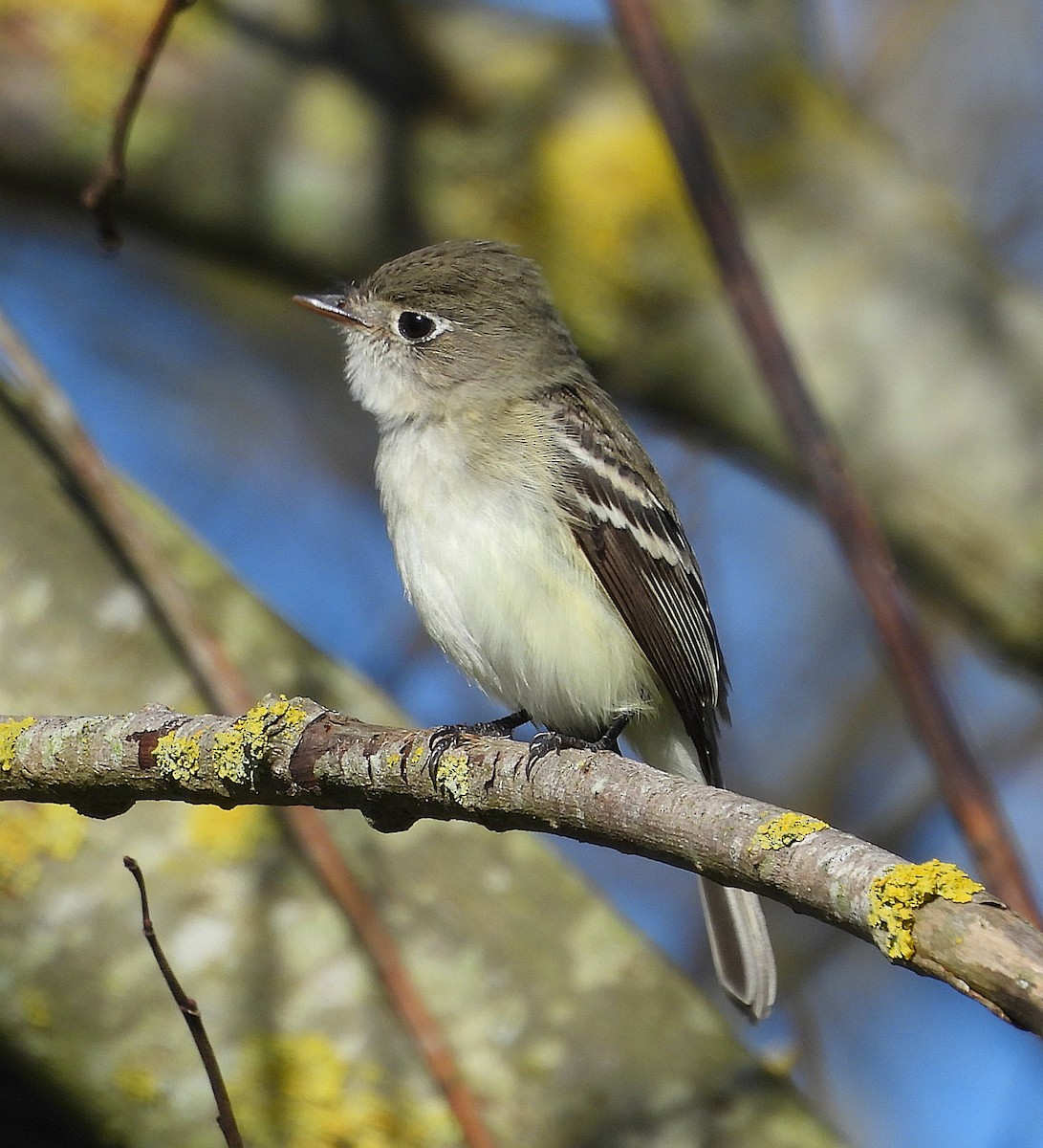 Least Flycatcher - ML646366802