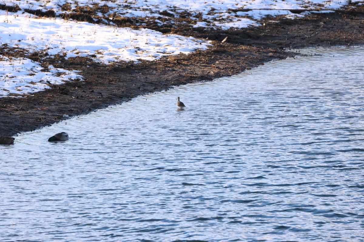 Greater Yellowlegs - ML646366803
