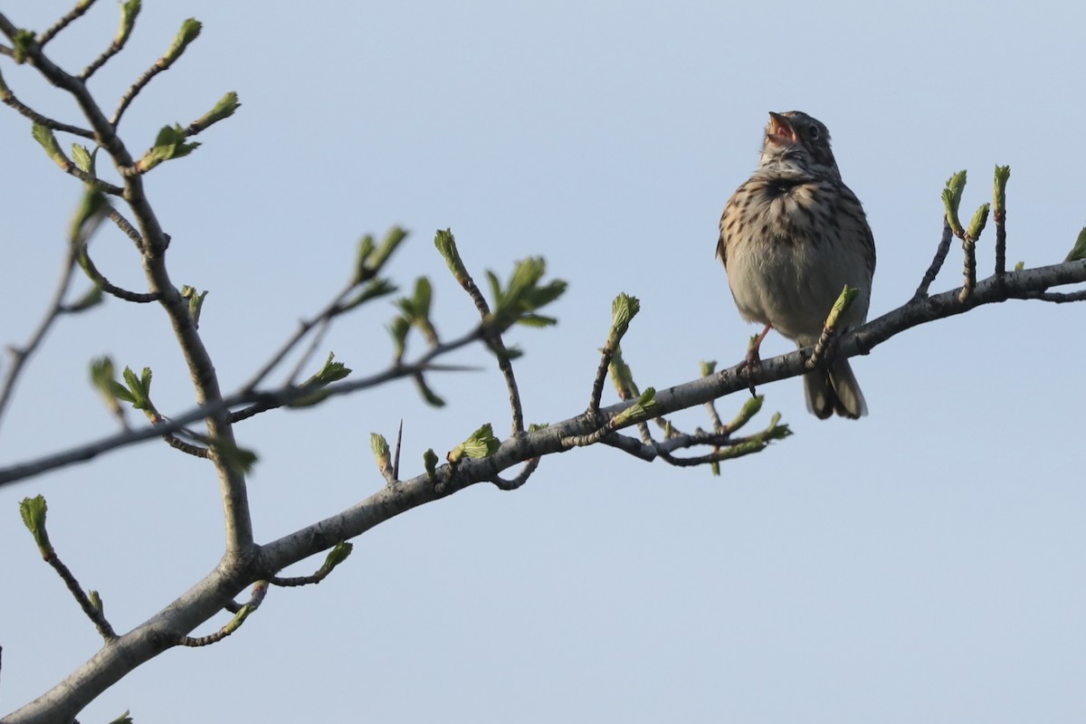 Vesper Sparrow - ML646366805