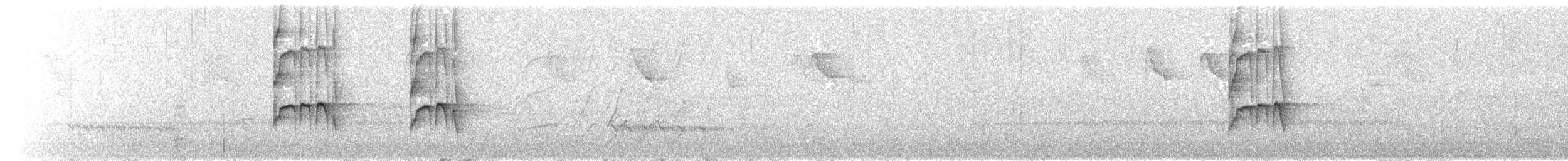 シロハラコバシハエトリ - ML646366807