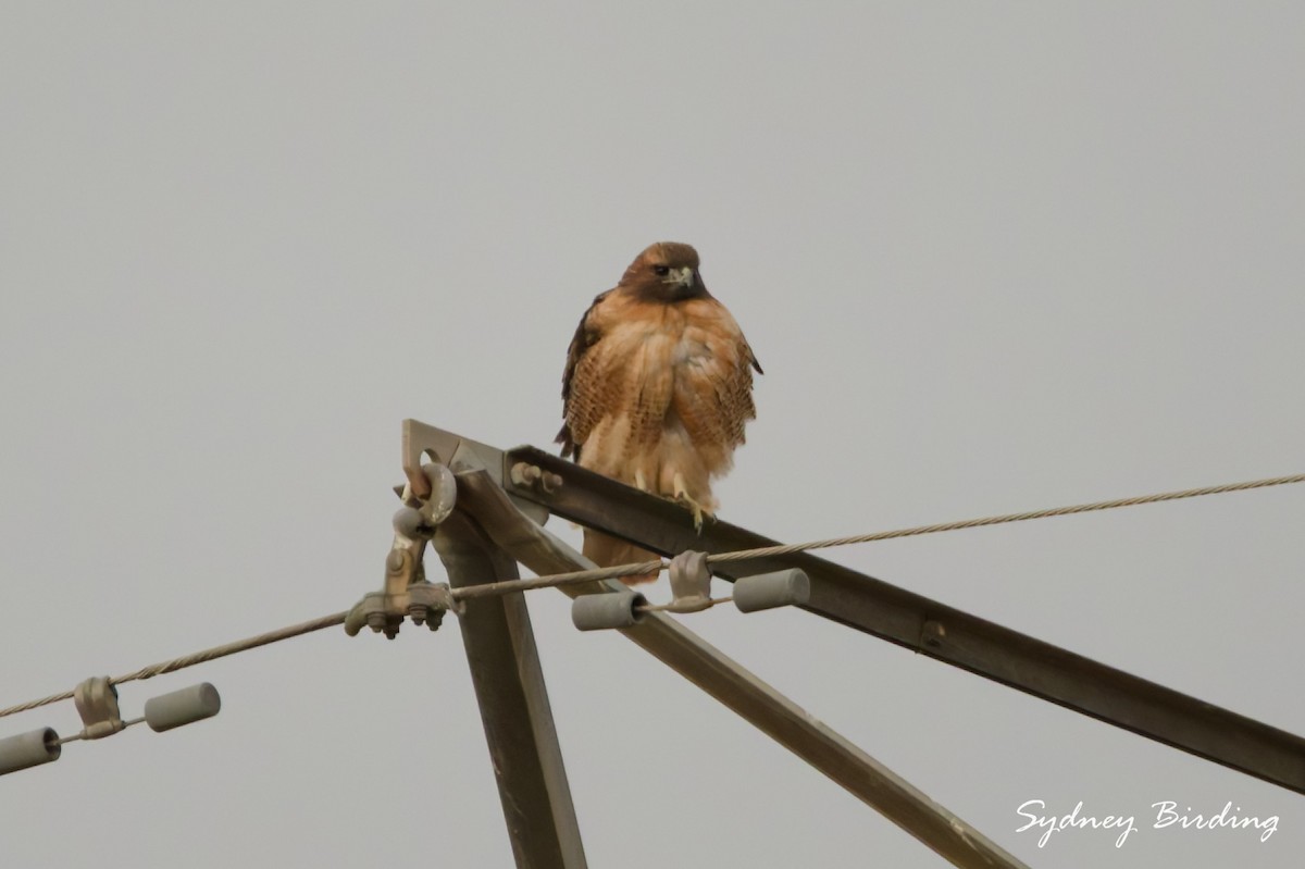 Red-tailed Hawk - ML646366808