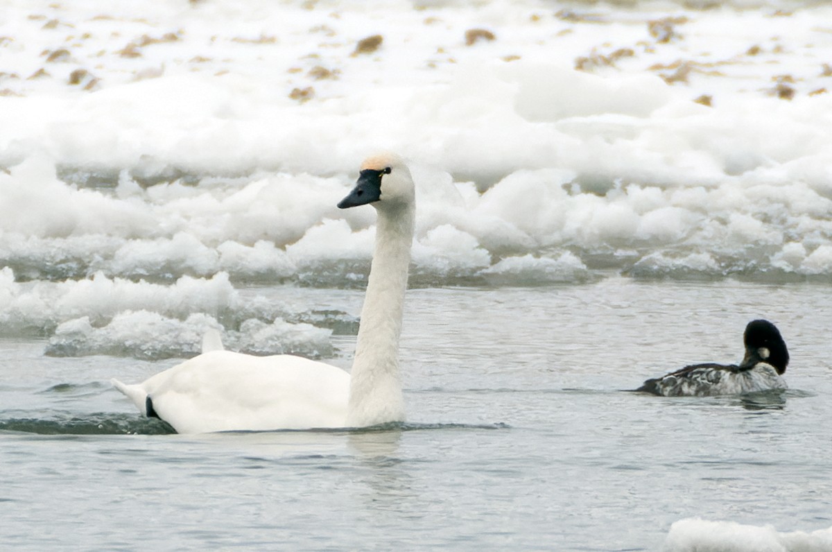 labuť malá - ML646366817