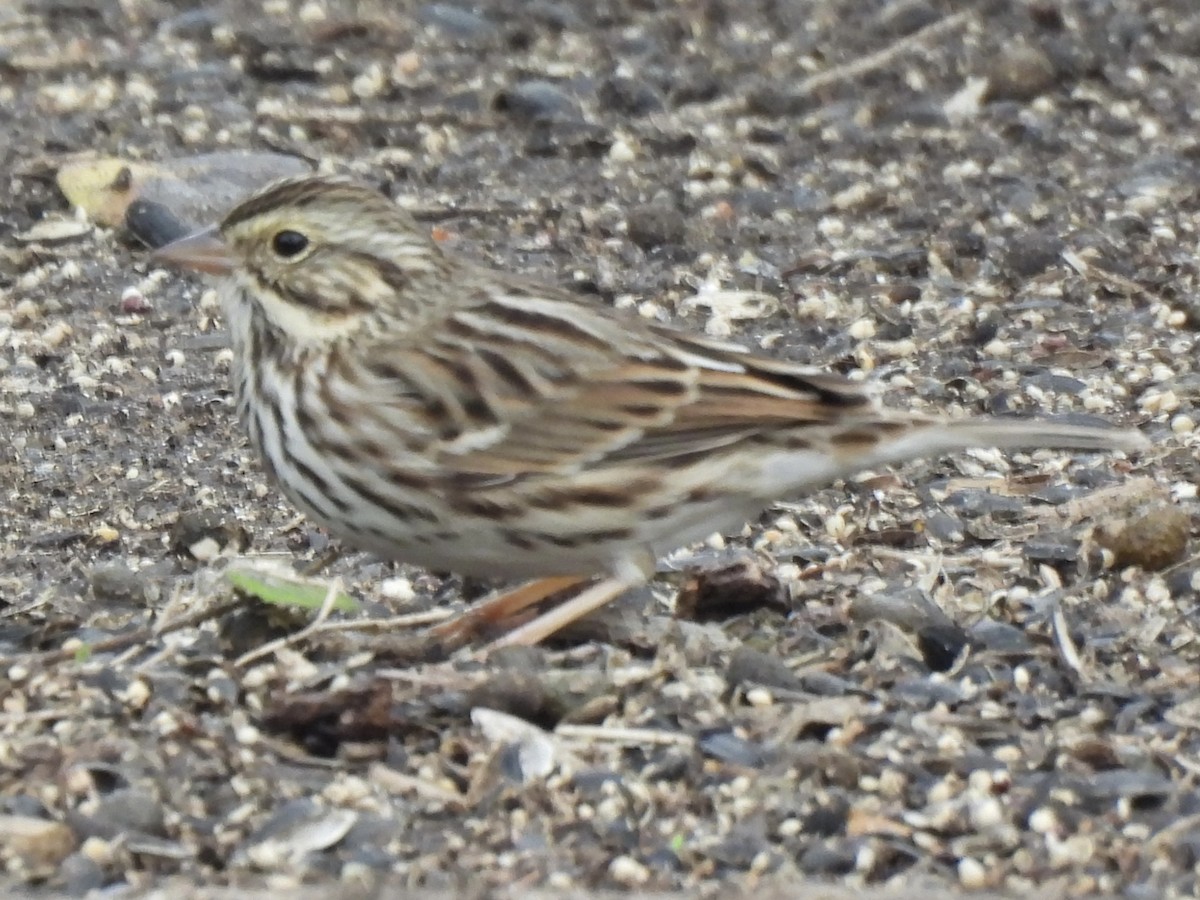 Savannah Sparrow - ML646366818