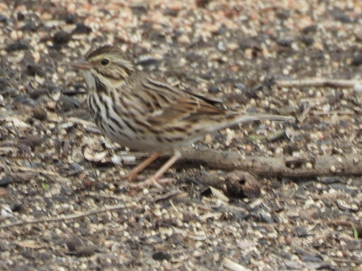 Savannah Sparrow - ML646366819