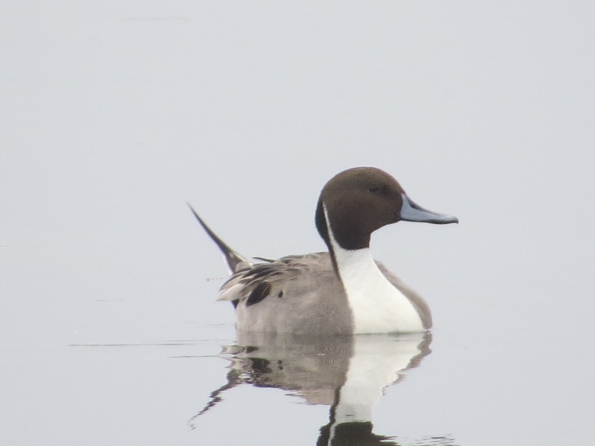 Northern Pintail - ML646366822