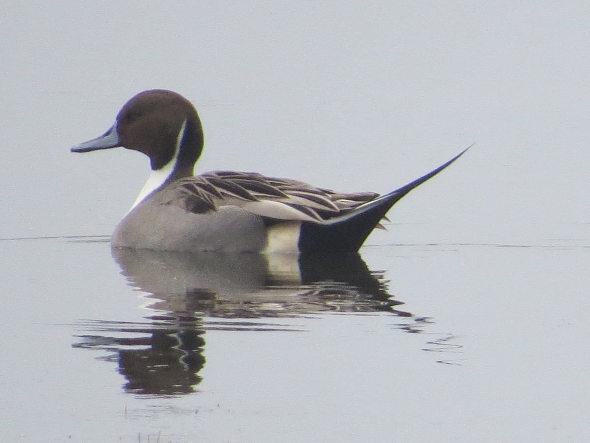 Northern Pintail - ML646366823