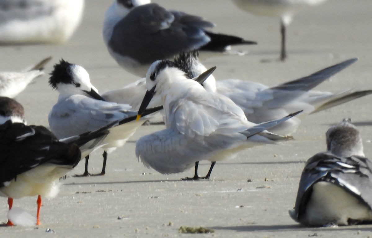 Sandwich Tern - ML646366824