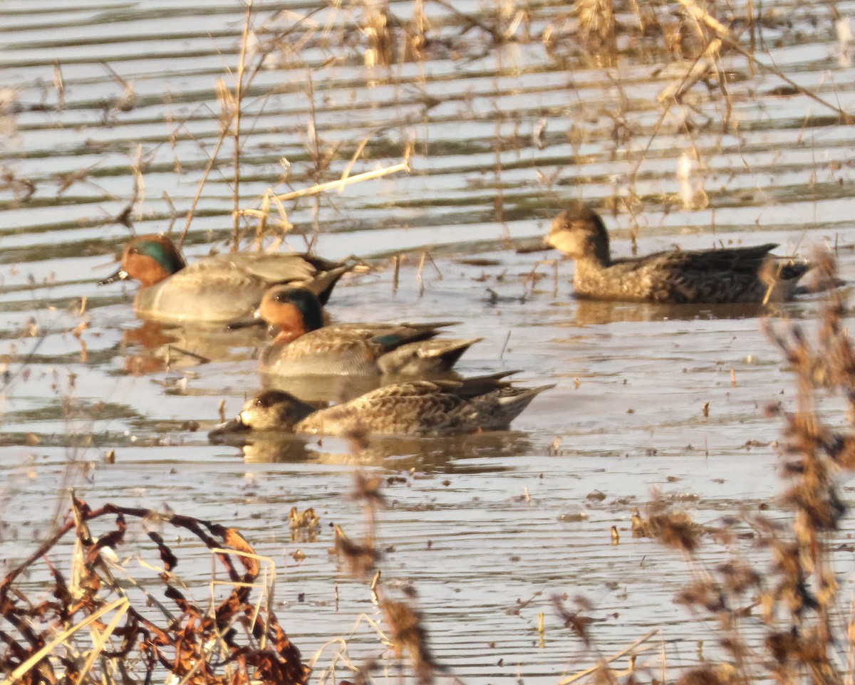 Green-winged Teal - ML646366831