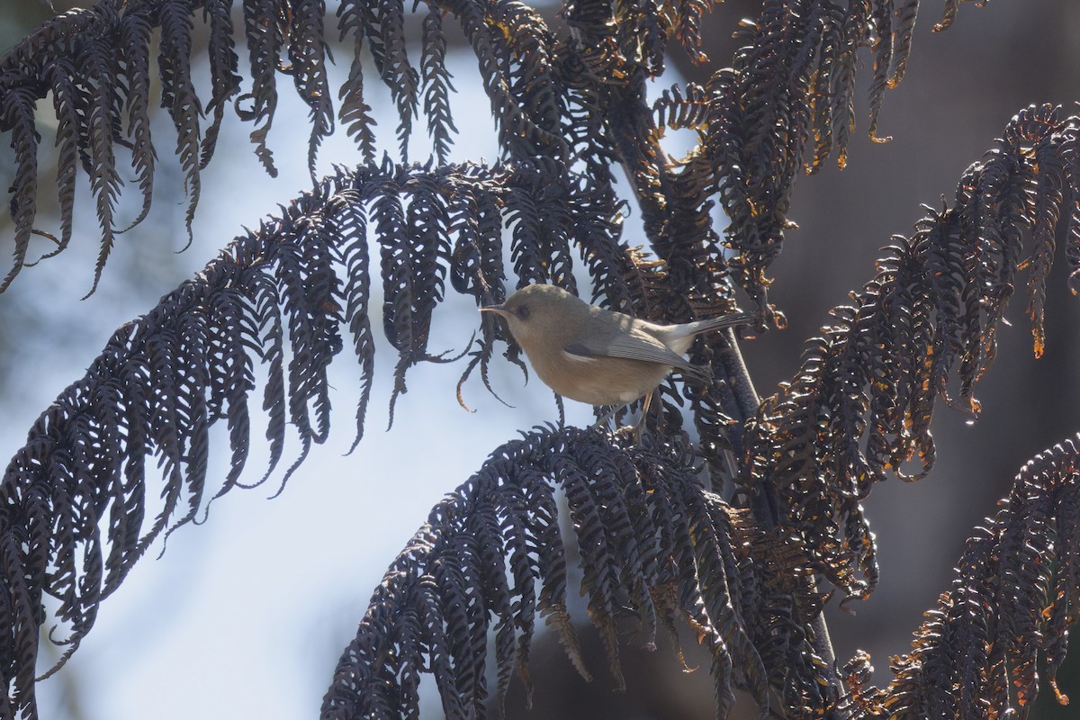 Reunion Gray White-eye - ML646366834