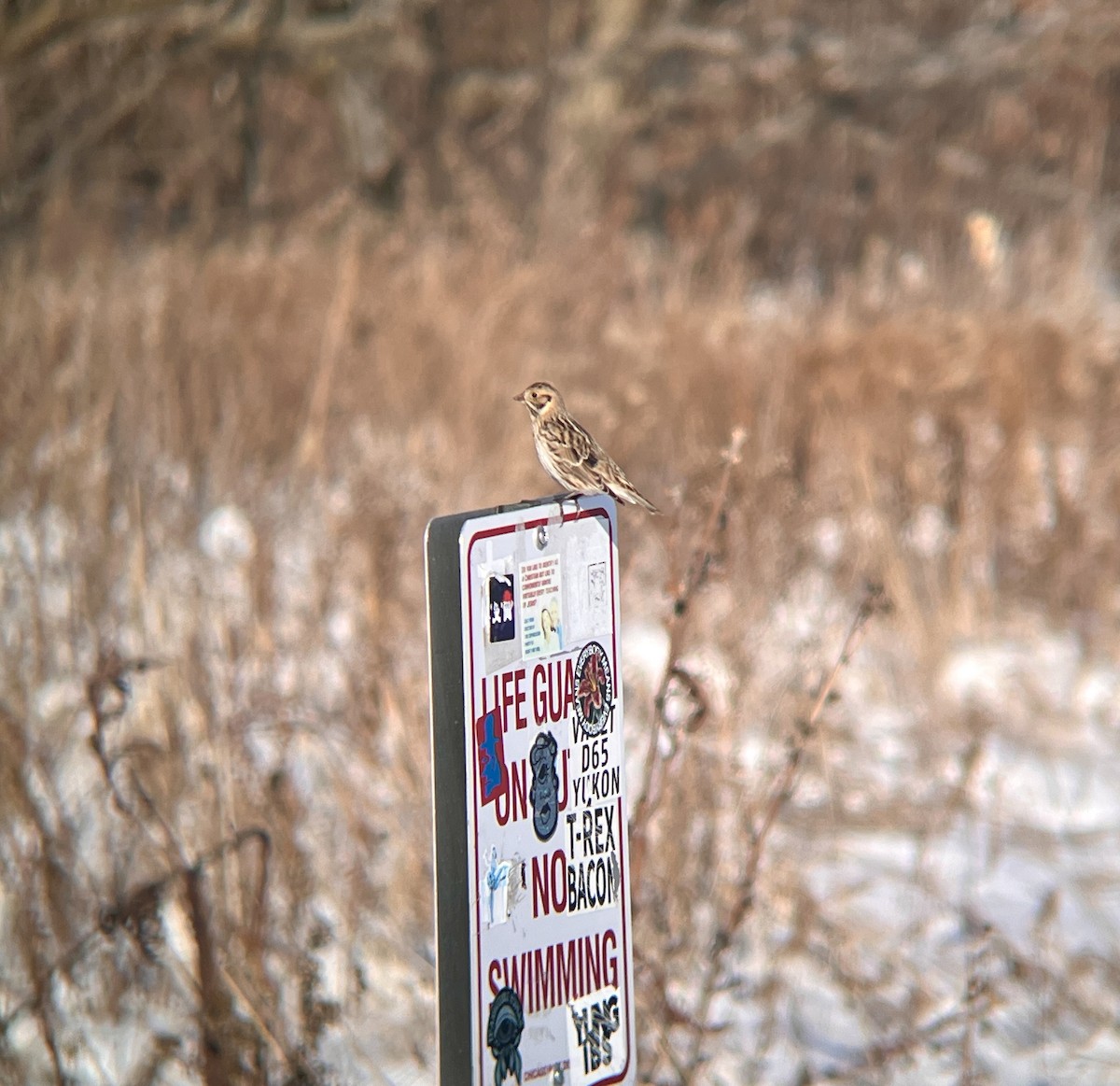 Lapland Longspur - ML646366836
