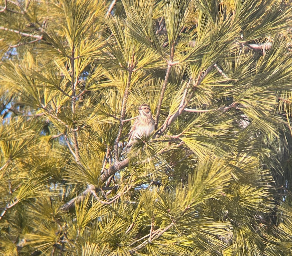 Lapland Longspur - ML646366837