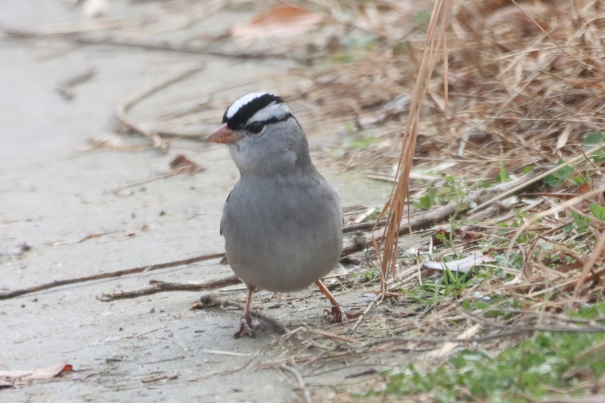 White-crowned Sparrow (Dark-lored) - ML646366839
