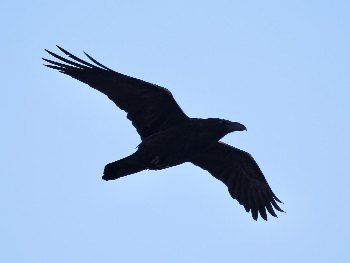 Common Raven - ML646366840