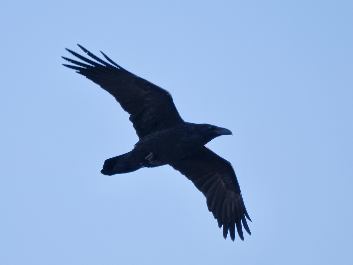 Common Raven - ML646366841