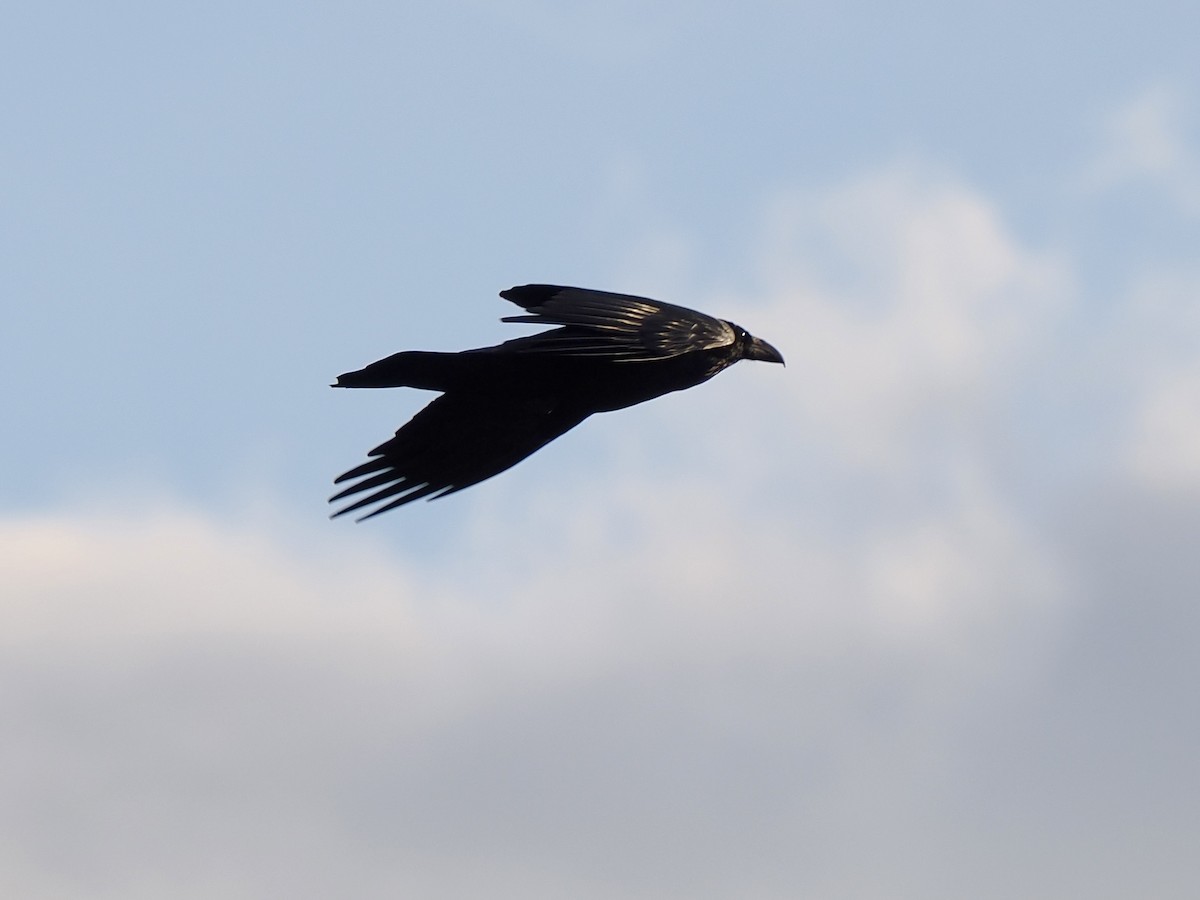 Common Raven - ML646366842