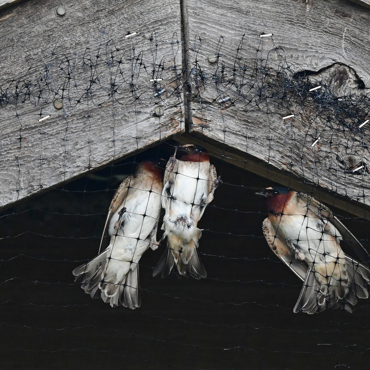 Cliff Swallow - ML646366845