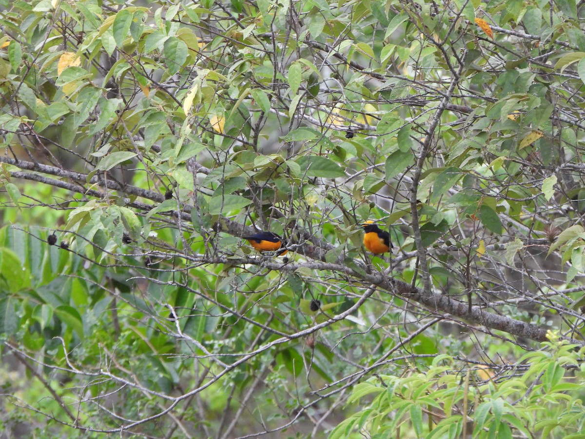 Orange-crowned Euphonia - ML646366846