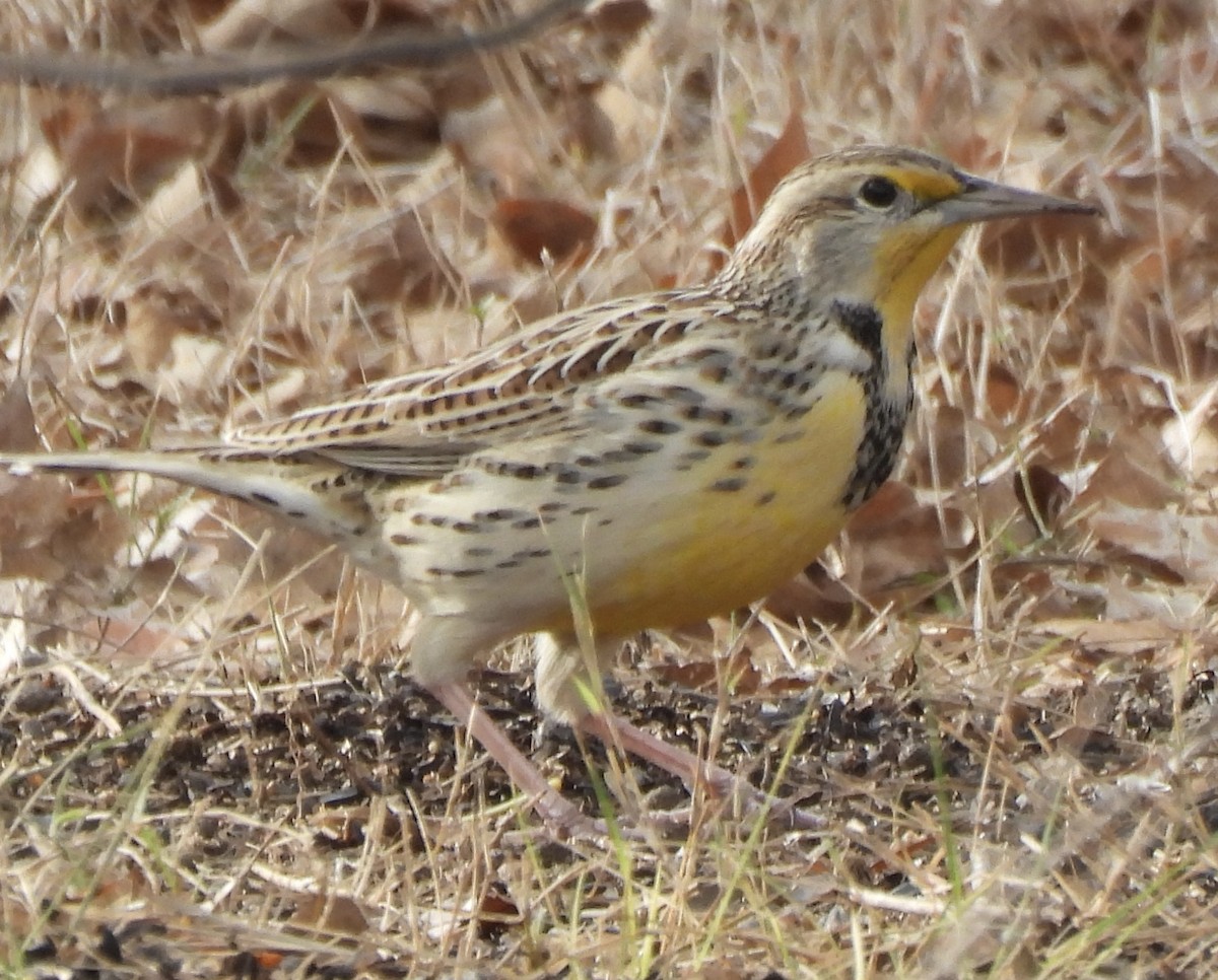 Western Meadowlark - ML646366848