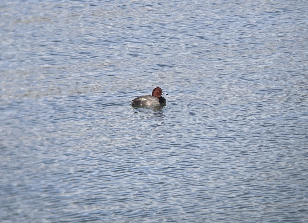 Redhead - ML646366857