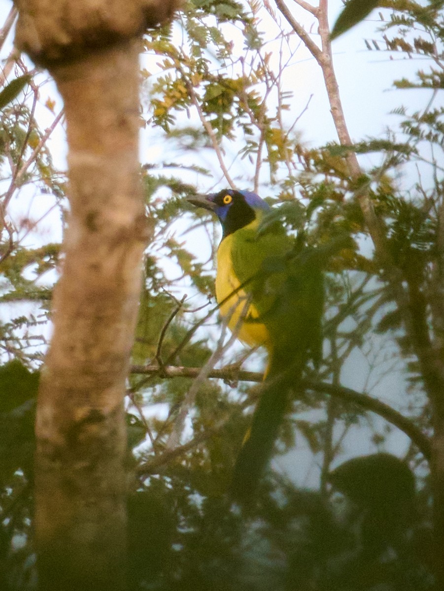 sojka zelenavá [skupina luxuosus] - ML646366859