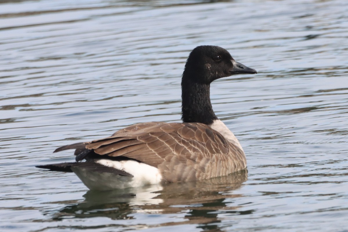 Canada Goose - ML646366860