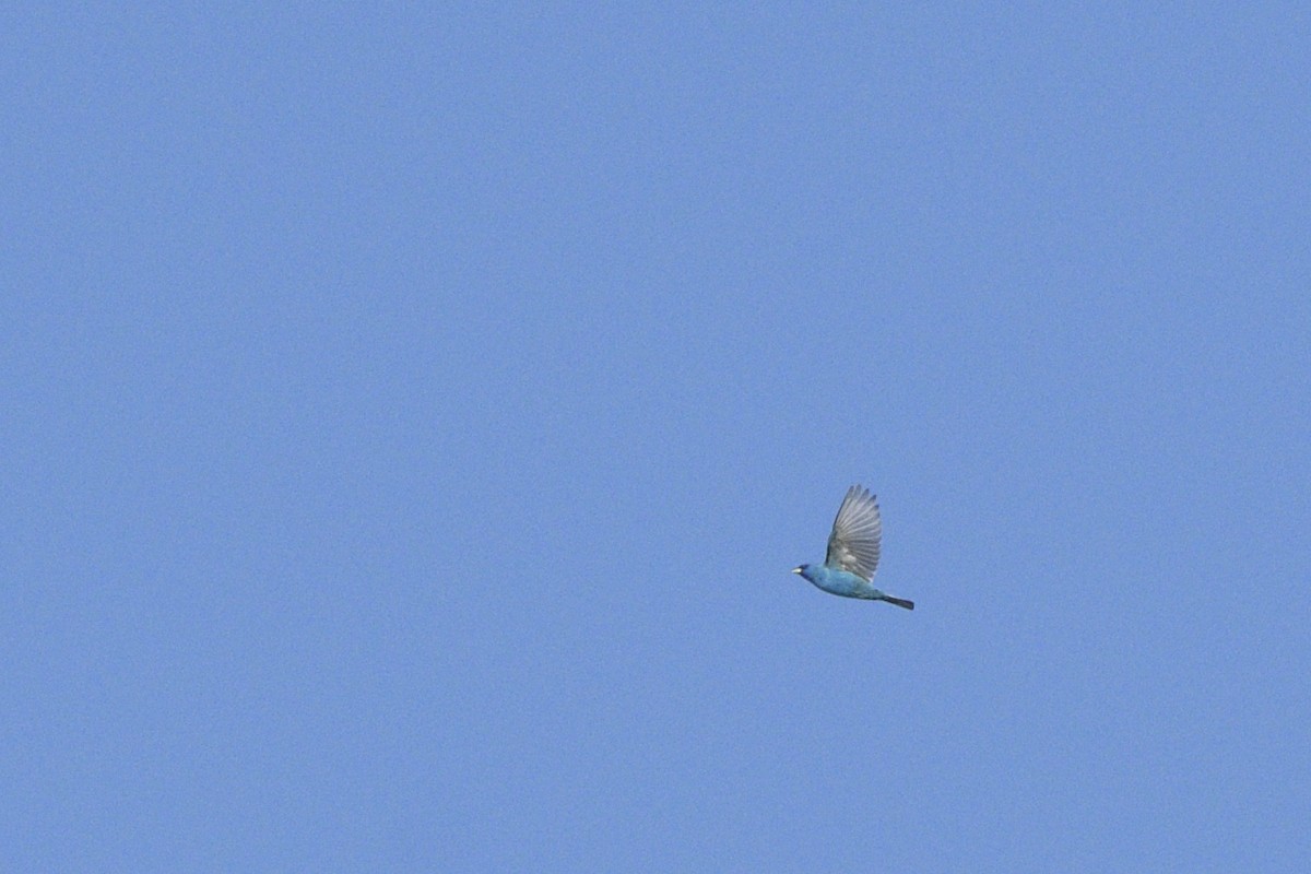 Indigo Bunting - ML646366861