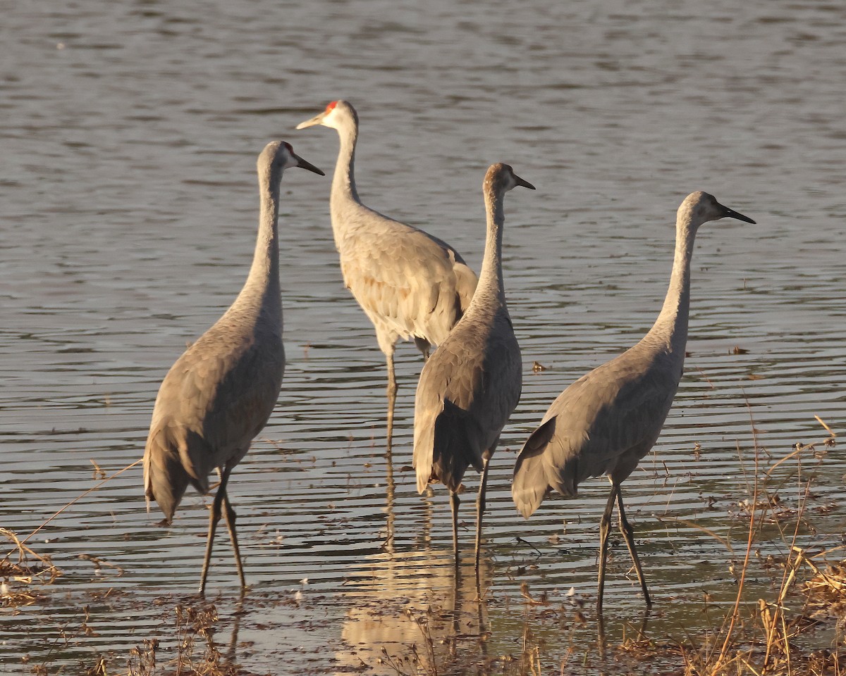 Sandhill Crane - ML646366862