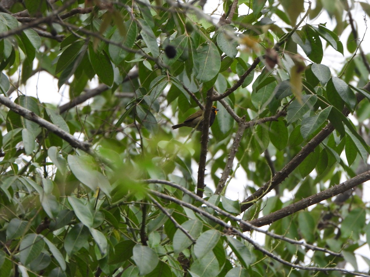 Yellow-faced Grassquit - ML646366865