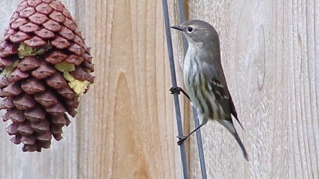 Yellow-rumped Warbler (Myrtle) - ML646366870