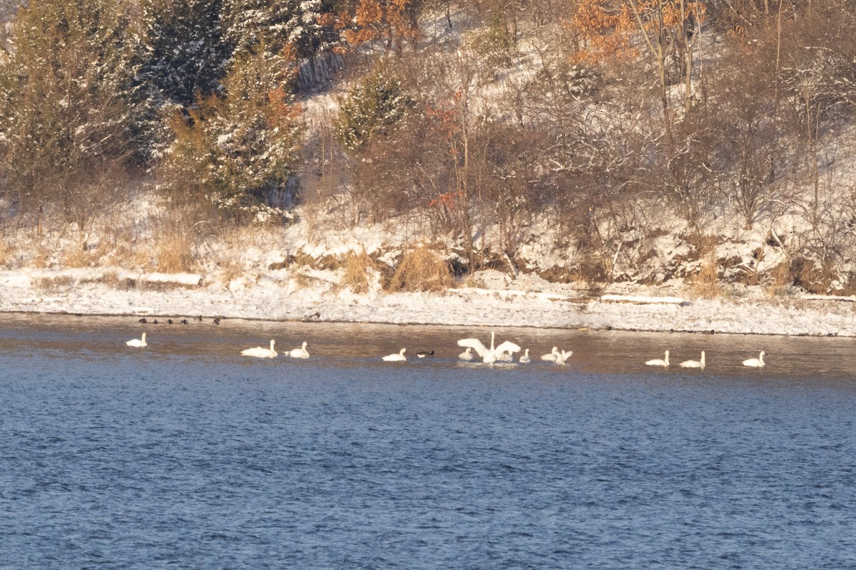 Tundra Swan - ML646366871