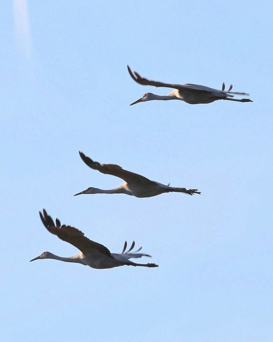 Sandhill Crane - ML646366872
