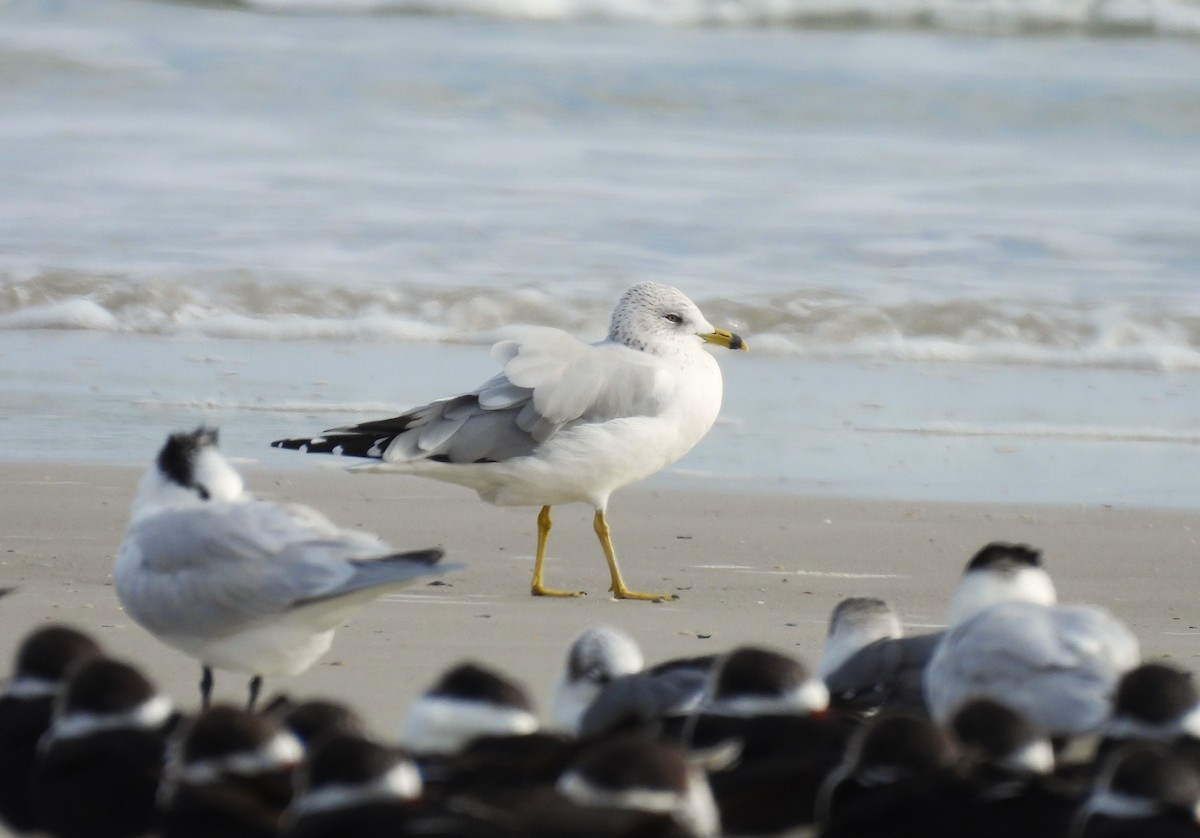 Ring-billed Gull - ML646366873
